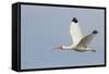 White Ibis in Flight-Larry Ditto-Framed Stretched Canvas