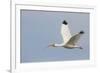 White Ibis in Flight-Larry Ditto-Framed Photographic Print