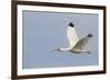 White Ibis in Flight-Larry Ditto-Framed Photographic Print