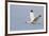 White Ibis in Flight-Larry Ditto-Framed Photographic Print