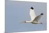 White Ibis in Flight-Larry Ditto-Mounted Photographic Print