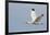 White Ibis in Flight-Larry Ditto-Framed Photographic Print