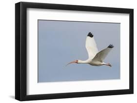 White Ibis in Flight-Larry Ditto-Framed Photographic Print