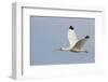 White Ibis in Flight-Larry Ditto-Framed Photographic Print