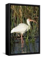 White Ibis in the Soft Stemmed Bulrush, Viera Wetlands, Florida-Maresa Pryor-Framed Stretched Canvas