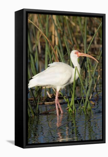 White Ibis in the Soft Stemmed Bulrush, Viera Wetlands, Florida-Maresa Pryor-Framed Stretched Canvas