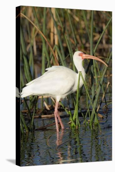 White Ibis in the Soft Stemmed Bulrush, Viera Wetlands, Florida-Maresa Pryor-Stretched Canvas