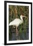 White Ibis in the Soft Stemmed Bulrush, Viera Wetlands, Florida-Maresa Pryor-Framed Premium Photographic Print