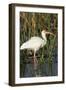 White Ibis in the Soft Stemmed Bulrush, Viera Wetlands, Florida-Maresa Pryor-Framed Photographic Print