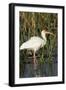 White Ibis in the Soft Stemmed Bulrush, Viera Wetlands, Florida-Maresa Pryor-Framed Photographic Print