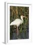 White Ibis in the Soft Stemmed Bulrush, Viera Wetlands, Florida-Maresa Pryor-Framed Photographic Print