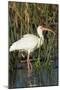 White Ibis in the Soft Stemmed Bulrush, Viera Wetlands, Florida-Maresa Pryor-Mounted Photographic Print