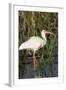 White Ibis in the Soft Stemmed Bulrush, Viera Wetlands, Florida-Maresa Pryor-Framed Photographic Print