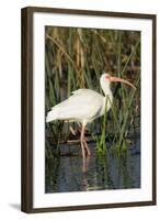 White Ibis in the Soft Stemmed Bulrush, Viera Wetlands, Florida-Maresa Pryor-Framed Photographic Print