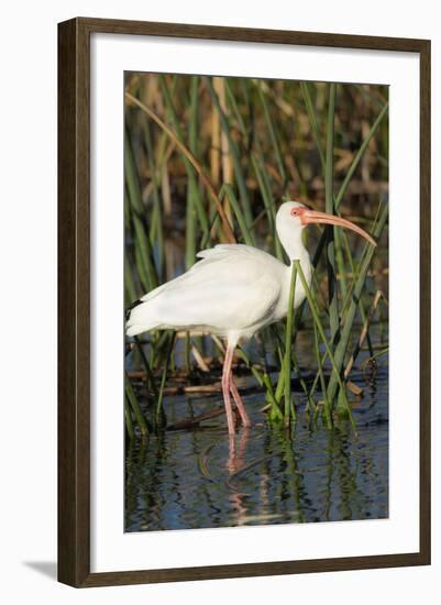 White Ibis in the Soft Stemmed Bulrush, Viera Wetlands, Florida-Maresa Pryor-Framed Photographic Print