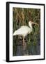 White Ibis in the Soft Stemmed Bulrush, Viera Wetlands, Florida-Maresa Pryor-Framed Photographic Print