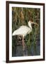 White Ibis in the Soft Stemmed Bulrush, Viera Wetlands, Florida-Maresa Pryor-Framed Photographic Print