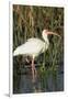 White Ibis in the Soft Stemmed Bulrush, Viera Wetlands, Florida-Maresa Pryor-Framed Photographic Print