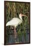 White Ibis in the Soft Stemmed Bulrush, Viera Wetlands, Florida-Maresa Pryor-Framed Photographic Print