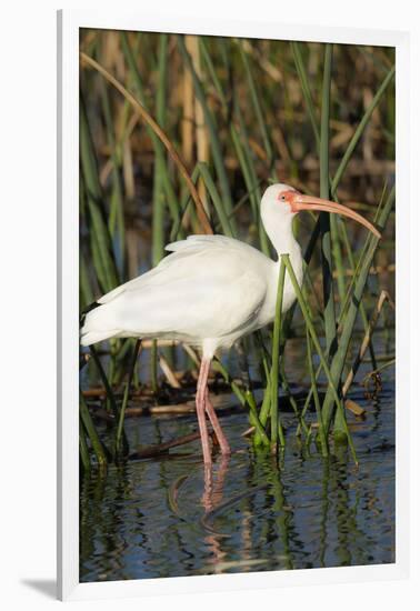 White Ibis in the Soft Stemmed Bulrush, Viera Wetlands, Florida-Maresa Pryor-Framed Premium Photographic Print