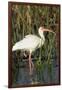 White Ibis in the Soft Stemmed Bulrush, Viera Wetlands, Florida-Maresa Pryor-Framed Premium Photographic Print