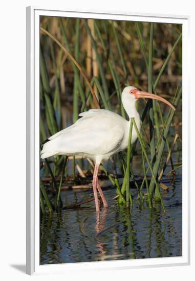 White Ibis in the Soft Stemmed Bulrush, Viera Wetlands, Florida-Maresa Pryor-Framed Premium Photographic Print