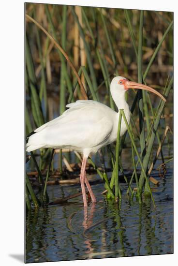 White Ibis in the Soft Stemmed Bulrush, Viera Wetlands, Florida-Maresa Pryor-Mounted Premium Photographic Print