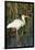 White Ibis in the Soft Stemmed Bulrush, Viera Wetlands, Florida-Maresa Pryor-Framed Premium Photographic Print