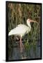 White Ibis in the Soft Stemmed Bulrush, Viera Wetlands, Florida-Maresa Pryor-Framed Premium Photographic Print