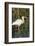 White Ibis in the Soft Stemmed Bulrush, Viera Wetlands, Florida-Maresa Pryor-Framed Photographic Print