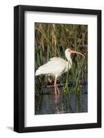 White Ibis in the Soft Stemmed Bulrush, Viera Wetlands, Florida-Maresa Pryor-Framed Photographic Print