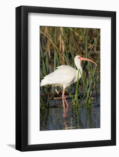 White Ibis in the Soft Stemmed Bulrush, Viera Wetlands, Florida-Maresa Pryor-Framed Photographic Print