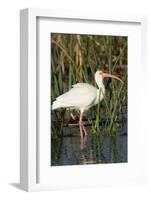 White Ibis in the Soft Stemmed Bulrush, Viera Wetlands, Florida-Maresa Pryor-Framed Photographic Print