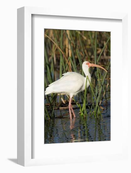 White Ibis in the Soft Stemmed Bulrush, Viera Wetlands, Florida-Maresa Pryor-Framed Photographic Print