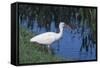 White Ibis Standing by Water-DLILLC-Framed Stretched Canvas