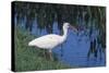 White Ibis Standing by Water-DLILLC-Stretched Canvas