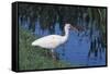 White Ibis Standing by Water-DLILLC-Framed Stretched Canvas