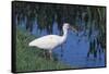 White Ibis Standing by Water-DLILLC-Framed Stretched Canvas