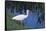 White Ibis Standing by Water-DLILLC-Framed Stretched Canvas