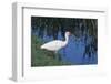 White Ibis Standing by Water-DLILLC-Framed Photographic Print