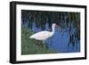 White Ibis Standing by Water-DLILLC-Framed Photographic Print