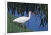 White Ibis Standing by Water-DLILLC-Framed Photographic Print