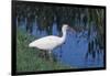 White Ibis Standing by Water-DLILLC-Framed Photographic Print