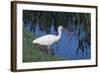 White Ibis Standing by Water-DLILLC-Framed Photographic Print