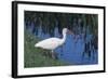 White Ibis Standing by Water-DLILLC-Framed Photographic Print