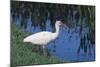 White Ibis Standing by Water-DLILLC-Mounted Photographic Print