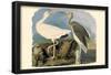 White Ibis-null-Framed Poster