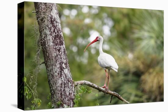 White Ibis-PETERLAKOMY-Stretched Canvas