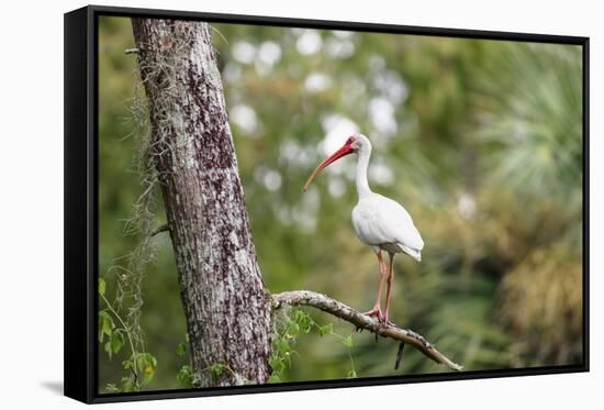 White Ibis-PETERLAKOMY-Framed Stretched Canvas