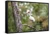 White Ibis-PETERLAKOMY-Framed Stretched Canvas
